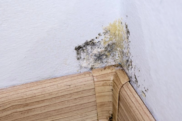 Mold Allergy Symptoms And Signs